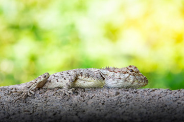 chameleon on wood old native of thailand on green bokeh background.