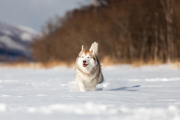 Beautiful, happy and funny beige and white dog breed siberian husky running on the snow in the winter field.