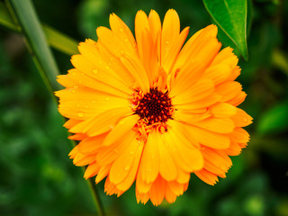Orange calendula flower, calendula officinalis. Flower with rain water drops