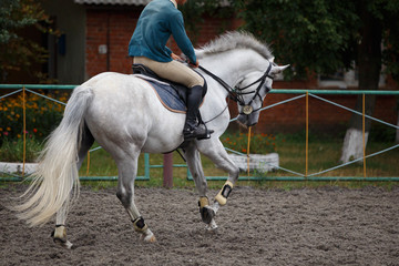 Obraz na płótnie Canvas Young man riding white horse on equestrian sport training