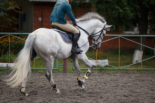 Young man riding white horse on equestrian sport training - Powered by Adobe