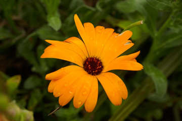 Orange calendula flower, calendula officinalis. Flower with rain water drops