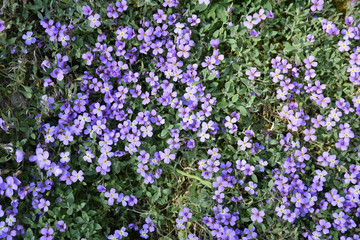 Aubrieta gracilis au printemps