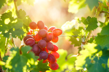 Ripe purple grapes on vines in sunbeams