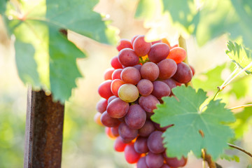 Ripe purple grapes on vines in sunbeams