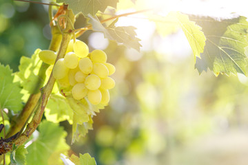 Ripe juicy white grapes on vine in the garden © skumer