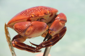 Live crab in the Caribbean.