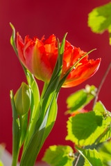 Rote Tulpe in Nahaufnahme