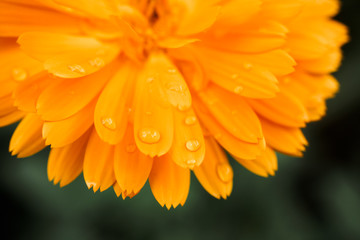 Orange calendula flower, calendula officinalis. Flower with rain water drops