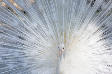 Obraz premium Amazing white peacock opening its tail