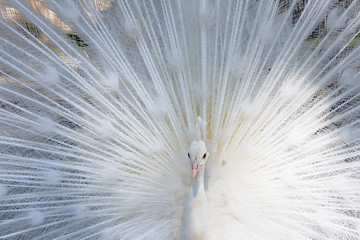 Amazing white peacock opening its tail