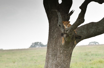 Löwen in der Serengeti