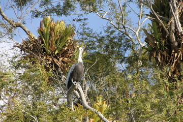 The Pelican is sitting on a tropical tree.