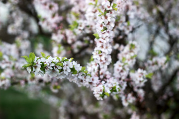 Branches of blooming wild cherry, spring concept.