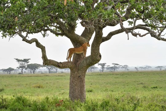 Löwen in der Serengeti