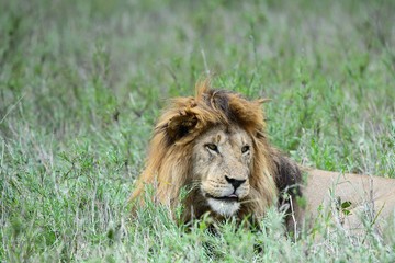 Löwen in der Serengeti