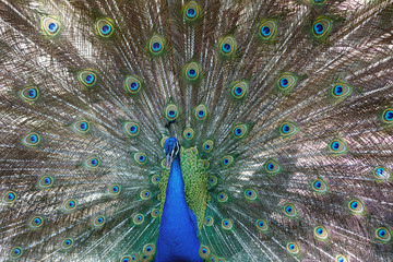 Naklejka premium Amazing peacock during his exhibition