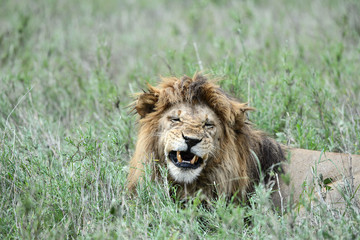 Löwen in der Serengeti
