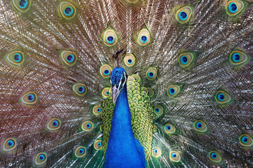 Amazing peacock during his exhibition