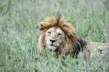 Löwen in der Serengeti