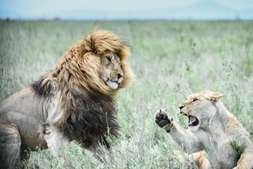 Fototapeta na wymiar Löwen in der Serengeti