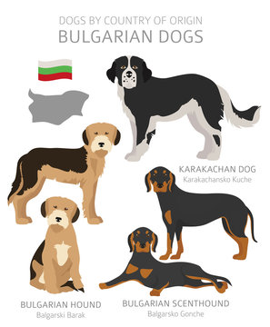 Dogs by country of origin. Bulgarian dog breeds. Shepherds, hunting, herding, toy, working and service dogs  set