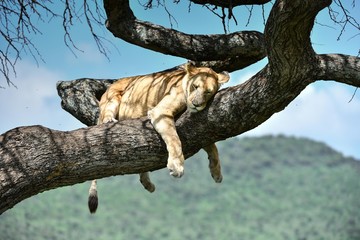 Löwen in der Serengeti