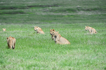 Löwen in der Serengeti