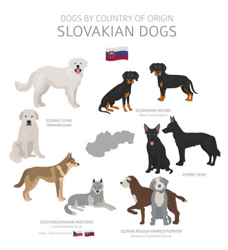 Dogs by country of origin. Slovakian dog breeds. Shepherds, hunting, herding, toy, working and service dogs  set