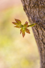 Spring sprouts, yellow-green，Tree bud