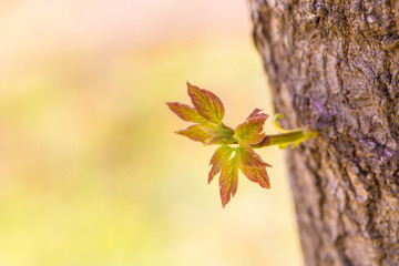 Spring sprouts, yellow-green，Tree bud，Acer negundo‘Aurea’
