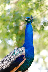 Obraz premium Amazing portrait of a peacock