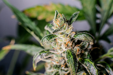Popular marijuana strains in the world. THC & CBD strains for growing indoor.