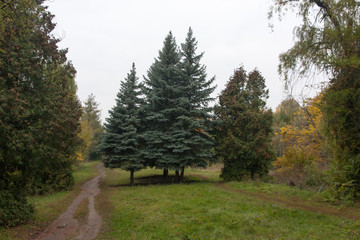 autumn in the park