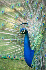 Obraz premium Amazing peacock during his exhibition