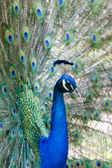Amazing peacock during his exhibition