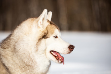 Beautiful Siberian Husky dog sitting on the snow in the winter forest