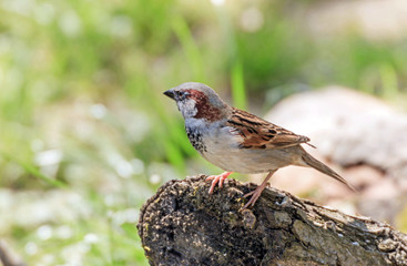 kleiner Vogel auf einem Baumstamm