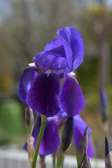 ジャーマンアイリス