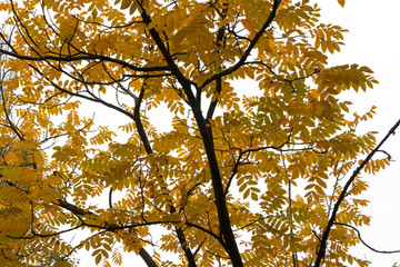 autumn in the park