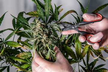 Inside the marijuana Trichome . Cannabis Culture