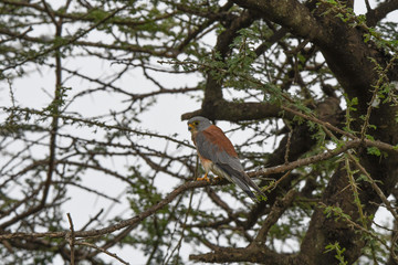 Turmfalke im Baum