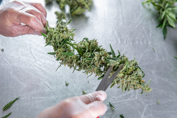 Trimming Cannabis in details. Wet and Dry  Trimming technique