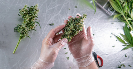 Harvest time for cannabis buds in details. Sativa strains for medical use