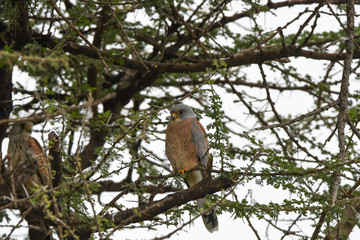 Turmfalke im Baum