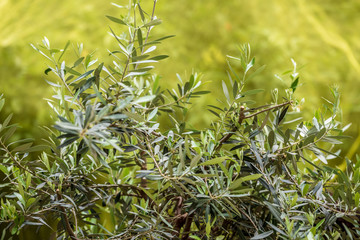 Italian olive leaves