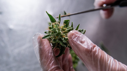 Prune Marijuana Plants ways. Harvesting and Processing Commercial cannabis