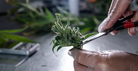 Inside the marijuana Trichome . Cannabis Culture