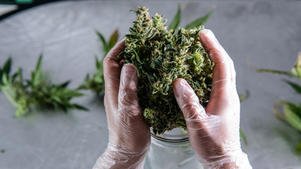 Harvesting and Processing marijuana. Expert Marijuana Trimming Techniques