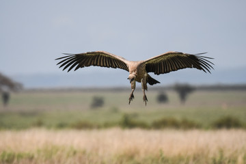 Geier mit Kadaver und im Flug